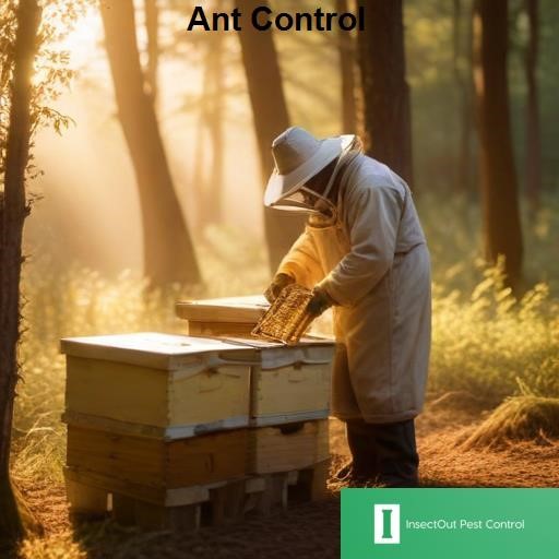 InsectOut Pest Control Ant Control