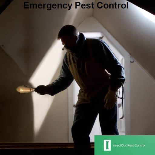 InsectOut Pest Control Emergency Pest Control