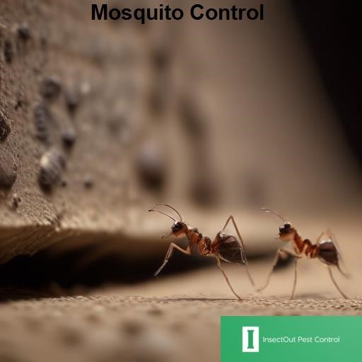 InsectOut Pest Control Mosquito Control